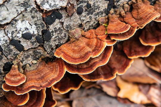 Curtain Crust Fungi Growing on Log in Winter