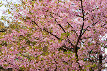 Amazing beautiful sakura bloom in japan