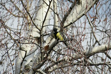Tit sitting on a birch tree