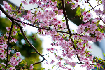 Amazing beautiful sakura bloom in japan