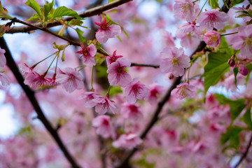 Amazing beautiful sakura bloom in japan
