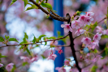 Amazing beautiful sakura bloom in japan