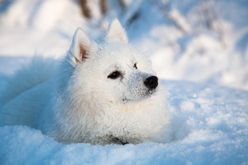 White dog Spitz walks in winter on snow