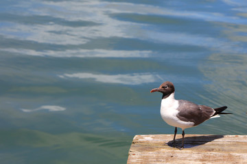 Single Fulmar bird by the ocean