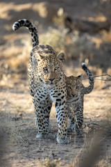 Leopard mother and cub