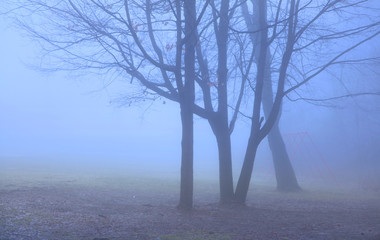 Misty morning scene in Michigan park