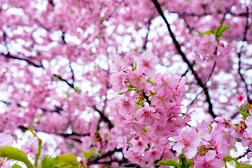Amazing beautiful sakura bloom in japan
