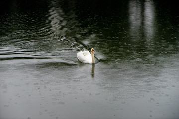Swan Cygnus olor swim in river 