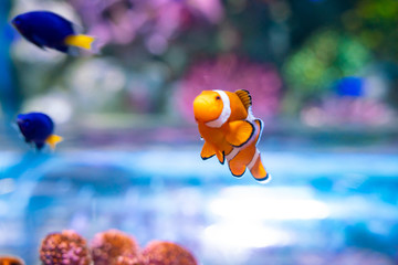 Obraz na płótnie Canvas Nemo clown fish in beautiful coral reef
