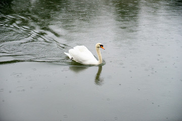 Swan Cygnus olor swim in river 
