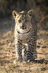 Young leopard cub