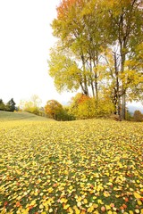 Beautiful autumn landscape with yellow trees and sun. Colorful foliage in the park. Falling leaves natural background 