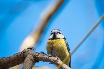 Eurasian Blue Tit Perched on Branch in Winter