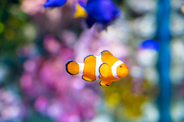 Fototapeta na wymiar Nemo clown fish in beautiful coral reef