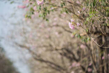 Pink Trumpet shrub