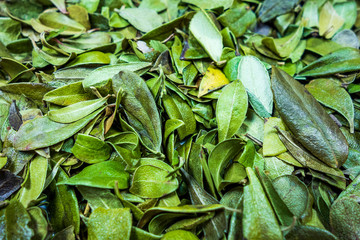 Fototapeta premium Dry bear berry leafs for making herbal tea.