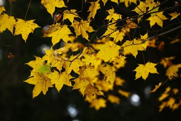 Beautiful autumn landscape with yellow trees and sun. Colorful foliage in the park. Falling leaves natural background 