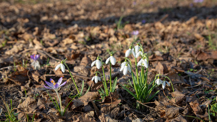 snowdrop spring beauty