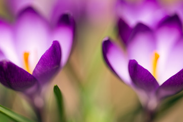 Obraz na płótnie Canvas purple crocus flowers in the Spring