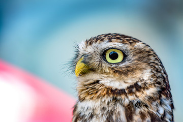 owl eyes head portrait watching out