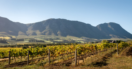 Fototapeta na wymiar stellenbosch vineyard mountain in the back, South Africa
