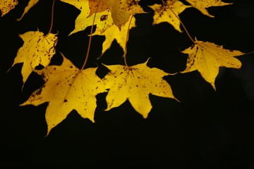 Beautiful autumn landscape with yellow trees and sun. Colorful foliage in the park. Falling leaves natural background 