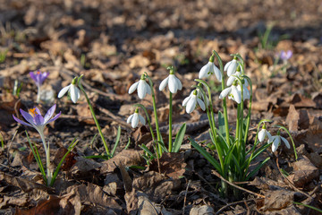 snowdrop spring beauty