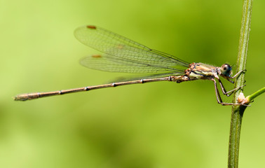 Libelle