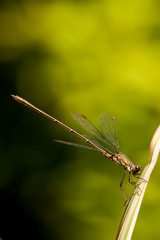 Libelle