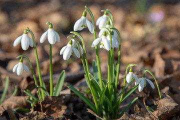 snowdrop spring beauty