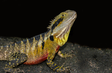 iguana lizard looking out in rainforest asutralia, reptile portrait isolated on black