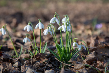 snowdrop spring beauty