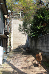 Obraz premium Deer (Miyajima - Japan)