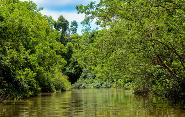 Fototapeta premium boat trip on the river in the rainforest, travel australia adventure
