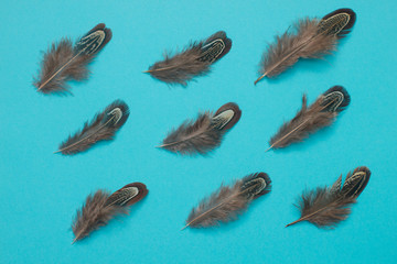 pheasant  feathers group flat lay on blue background