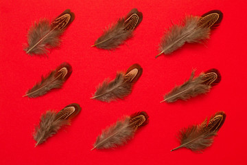 pheasant  feathers group flat lay on red background