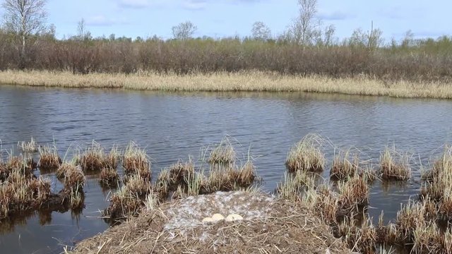 Birds nests guide. Whooper swan (Cygnus cygnus) moss nest on marsh island (estuary) is surrounded by sedge. Nest height of more than meter is used by birds for many years. Lapland, lake SalmijГ&curren;rvi