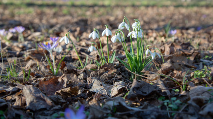 snowdrop spring beauty