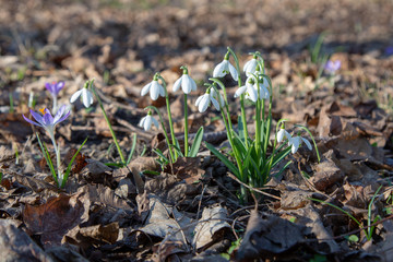 snowdrop spring beauty