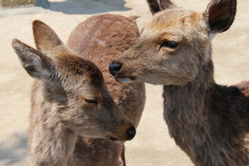 Deer (Miyajima - Japan)