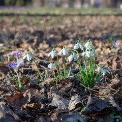 snowdrop spring beauty