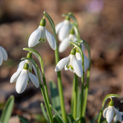 snowdrop spring beauty