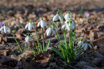 snowdrop spring beauty
