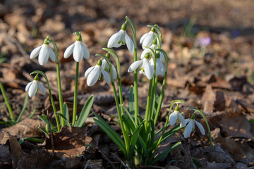 snowdrop spring beauty