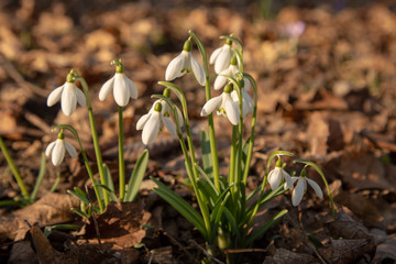 snowdrop spring beauty