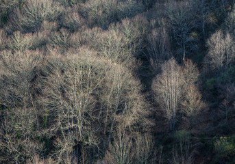 In a winter forest stand out trunks and branches without leaves