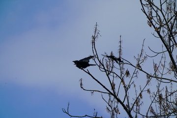 Krähe gegen Elster vom 17.03.2019