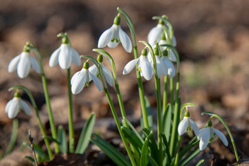 snowdrop spring beauty