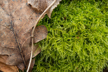 Feather Moss in Winter