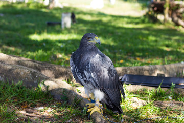 Falcão cinza